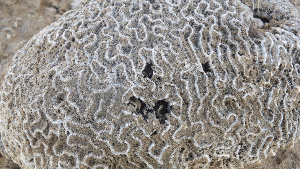 Korallen-Versteinert