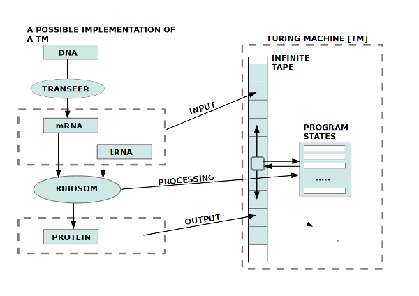 Bild 8: Struktur der biologischen Reproduktion in 1-zu-1 Isomorphie zur Struktur eines Automaten (Turingmaschine)